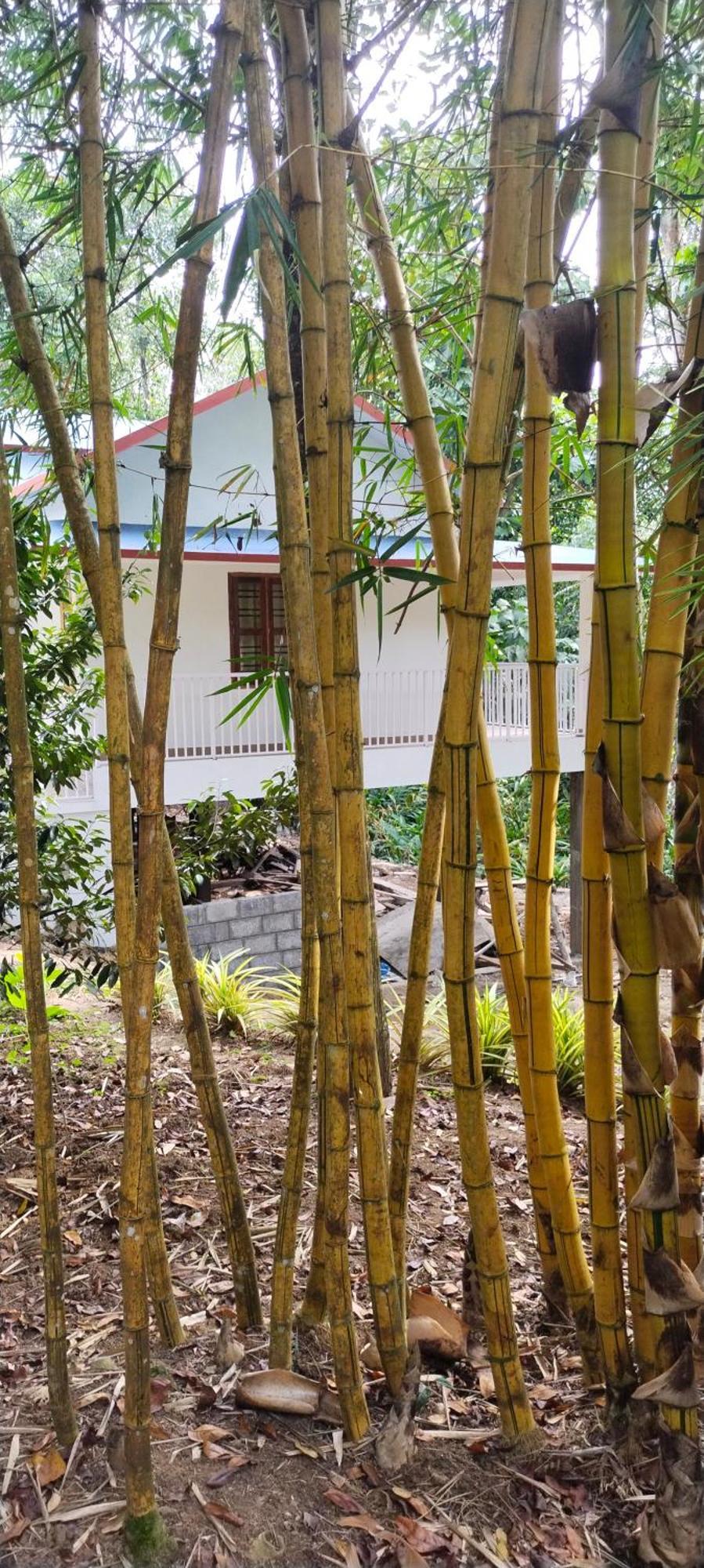 Philip Mary Farm Stay Thekkady Exteriér fotografie